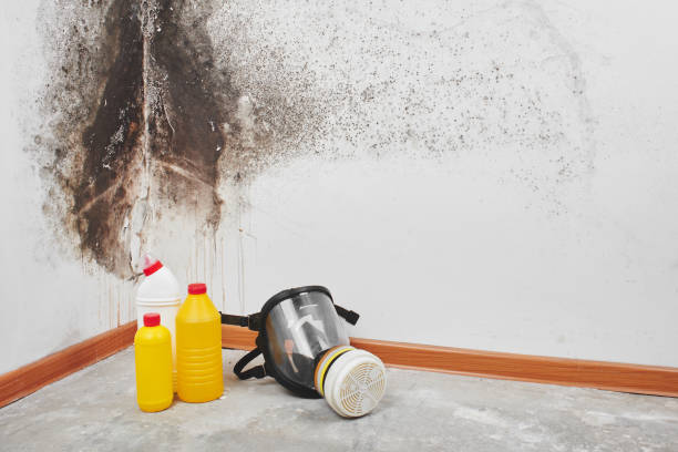 Best Residential Mold Removal  in Momence, IL