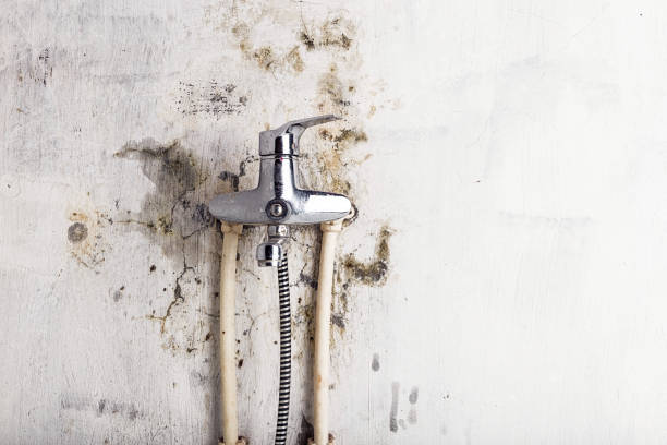 Best Office Mold Removal Services  in Momence, IL
