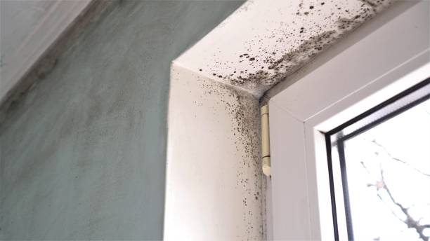 Crawl Space Mold Removal in Momence, IL