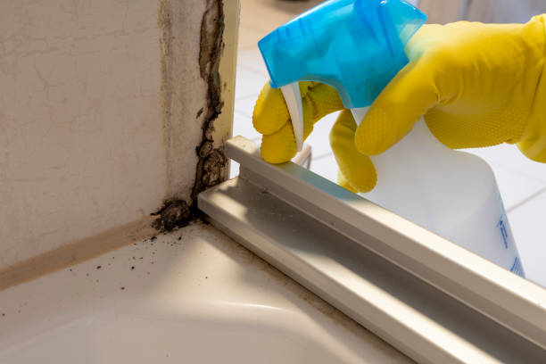 Best Crawl Space Mold Removal  in Momence, IL