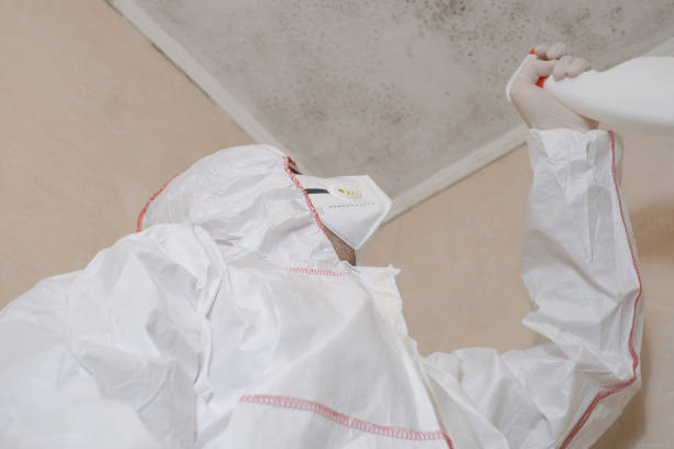 Professional Mold Removal in Momence, IL