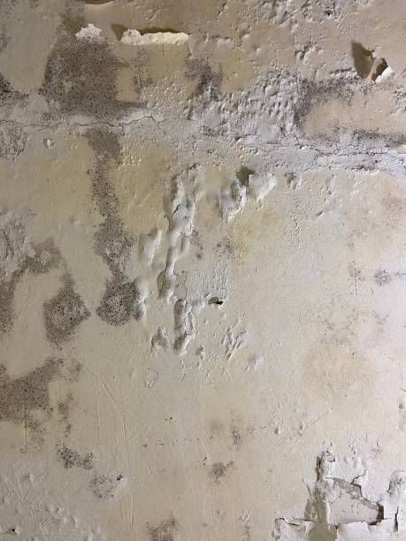 Attic Mold Removal in Momence, IL