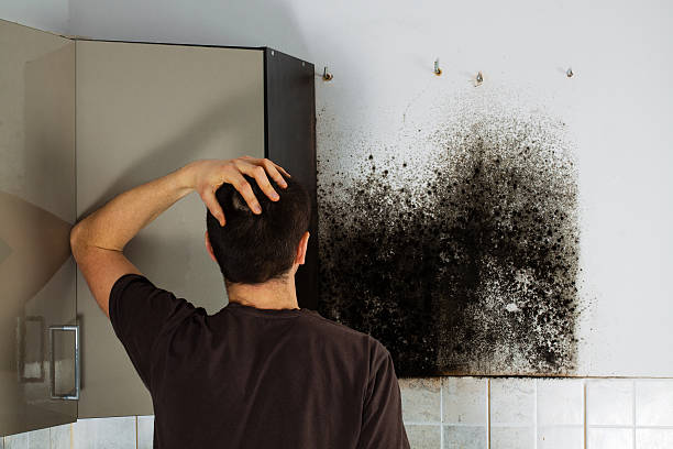 Best Mold Remediation Experts  in Momence, IL