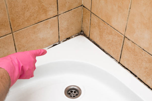 Best Local Mold Removal Service  in Momence, IL